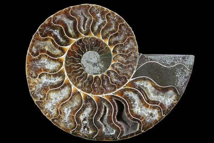 Polished Ammonite Fossil (Half) - Agatized #72939